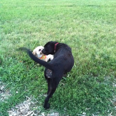 Dog Park at Bacon Creek Park